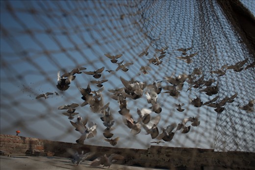 It is said sport reached its zenith in Agra (near Delhi) during reign of Akbar