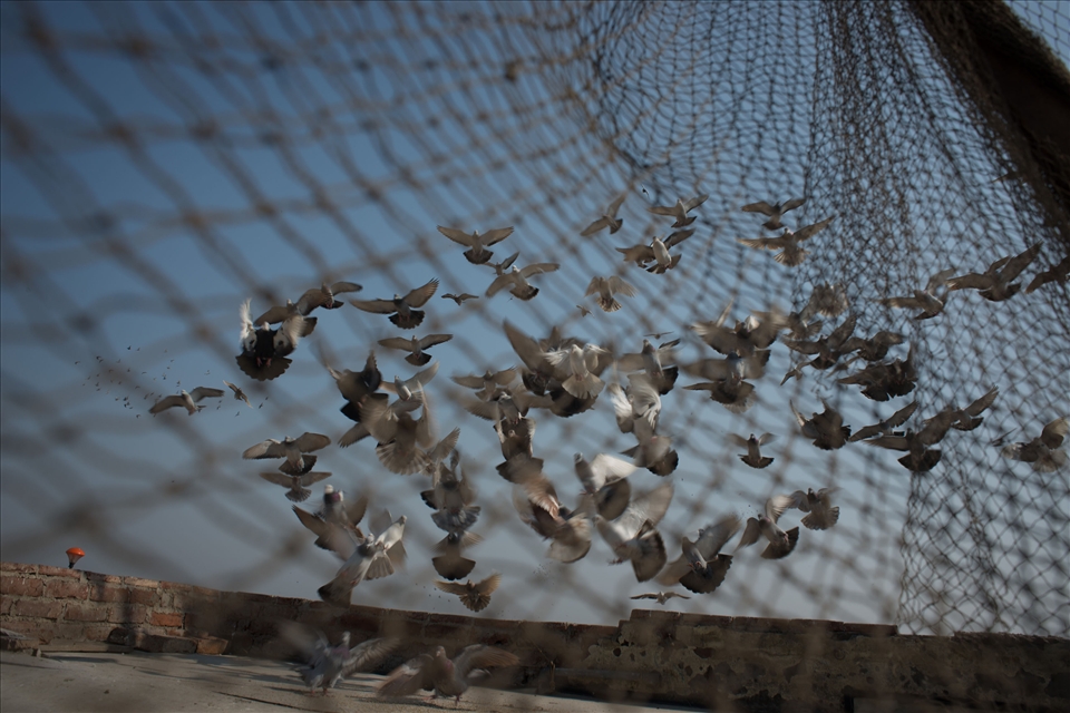 It is said sport reached its zenith in Agra (near Delhi) during reign of Akbar