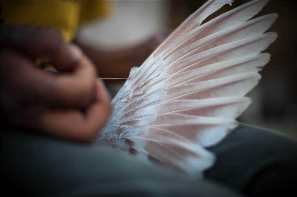 Wings of newly traded pigeons are sewn so they dont fly and get used to new roof