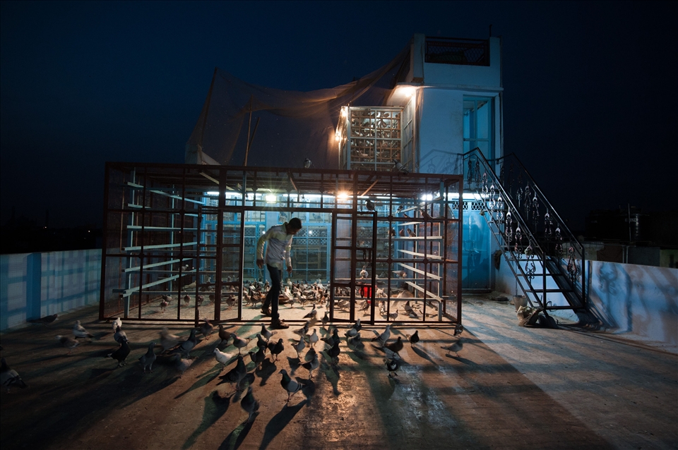 Legacy is still breathing in some of the big coops on the roofs of Old Delhi