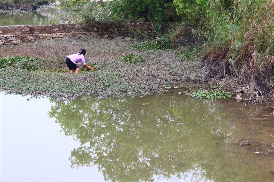 Collecting water cabbages and duckweed fern to make cám (food) for pigs