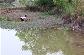 Collecting water cabbages and duckweed fern to make cám (food) for pigs: by colorful-life, Views[336]
