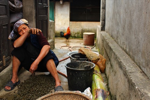 This woman just collected all these snails to sell at a village market next morning. 