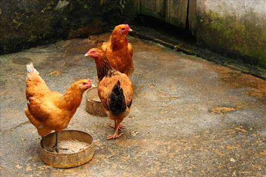 In this village, Chickens are able to “run” around all day long, eat and play. They are lucky because they are not those chickens in battery cages.