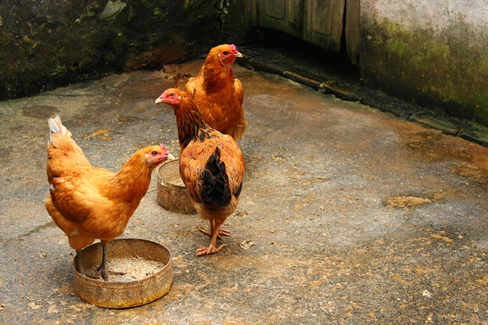 In this village, Chickens are able to “run” around all day long, eat and play. They are lucky because they are not those chickens in battery cages.