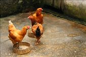 In this village, Chickens are able to “run” around all day long, eat and play. They are lucky because they are not those chickens in battery cages.: by colorful-life, Views[369]