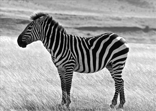 Black and White Serengeti 