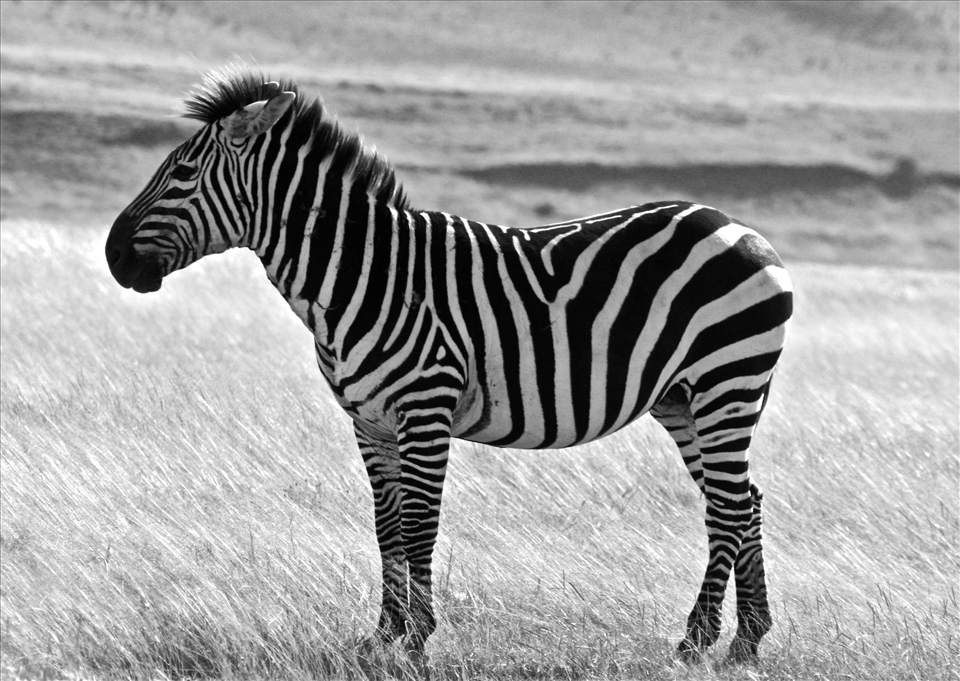 Black and White Serengeti 