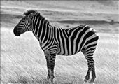 Black and White Serengeti : by comfortablenomad, Views[242]