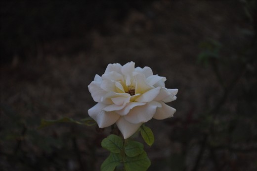 Hope vs Despair. Just a single rose well bloomed on a barren patch.(Adelaide)