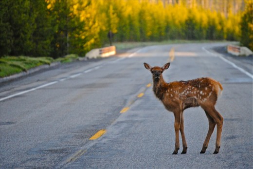 Though we were a world away from small-town Livingston, AL,  I felt right at home when we experienced numerous animals crossing the road as we were traveling through the park.  This deer decided to stop for a photo on its journey to see if the grass really is greener on the other side. 