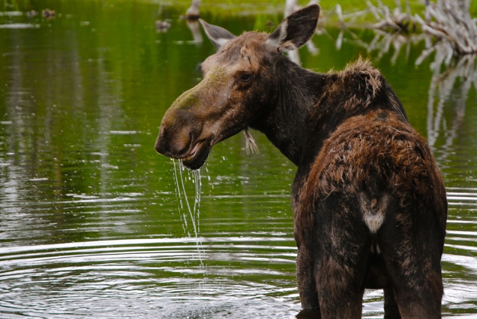 Photography isn't always pretty, but it's honest.  While traveling through the park, we observed animals in their natural habitat.  This moose decided to pose for the camera and show us her better half as she enjoyed a dip in the river. 