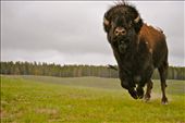 I'm always up for a thrill, although I might have cut it a little too close with this buffalo.  With my mother screaming to get in the car and a 2,000 pound animal charging at me, I managed to capture this picture (and not get trampled to death).: by coopcaptures, Views[330]