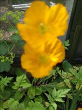 by copperowl, Views[187]