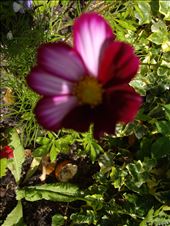 by copperowl, Views[304]