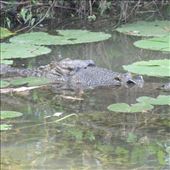 by copperowl, Views[261]