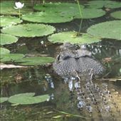 by copperowl, Views[316]