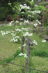 by copperowl, Views[315]