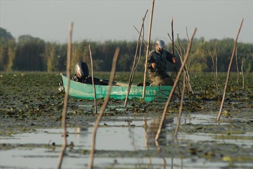 The rhythms of fishing define life in the Delta. A fisherman’s day is almost over by sunrise, when he gathers his nets and takes stock of the catch. By the time most city dwellers get to their offices, fishermen here have finished a day’s work.  Almost daily, fishermen in the Delta catch prized specimens that will command premium prices on supermarket shelves, and yet they receive a pittance for their work. To make up for this, they often poach endangered species such as sturgeon.