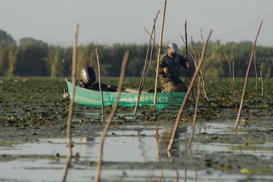The rhythms of fishing define life in the Delta. A fisherman’s day is almost over by sunrise, when he gathers his nets and takes stock of the catch. By the time most city dwellers get to their offices, fishermen here have finished a day’s work.  Almost daily, fishermen in the Delta catch prized specimens that will command premium prices on supermarket shelves, and yet they receive a pittance for their work. To make up for this, they often poach endangered species such as sturgeon.
