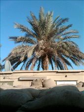 From right outside my CHU..a bunker, and an incredible BLUE sky and date palm: by corinneisabella, Views[426]