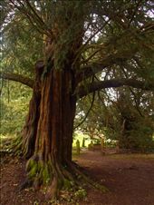 Popular rumour claims that the Knights Templar were buried in this ancient graveyard, of which the dark trees cast a dappled shadow.: by corripedley, Views[316]