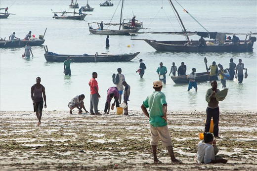 Nungwi Beach is a frenzy of activity as the catch arrives. 
