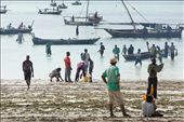 Nungwi Beach is a frenzy of activity as the catch arrives. : by cotomono, Views[201]