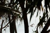 The dhows return to the glittering Indian Ocean.: by cotomono, Views[245]