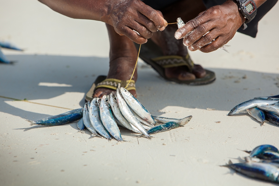 The fish are threaded together to sell at the nearby market.