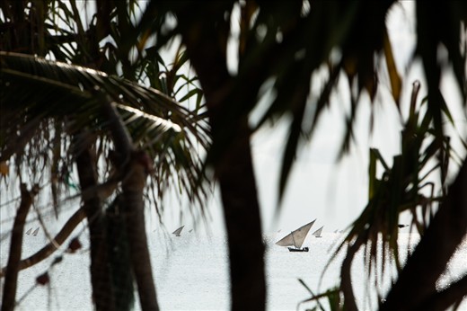 The dhows return to the glittering Indian Ocean.