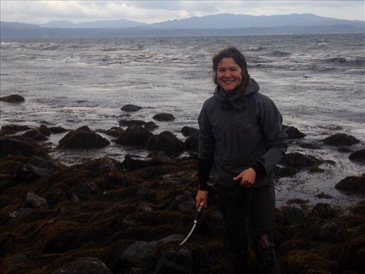 Harvesting the Hijiki seaweed from the ocean