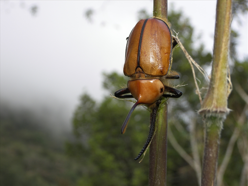 You see 4 ecosystems with different species in each.This beetle lives on the top