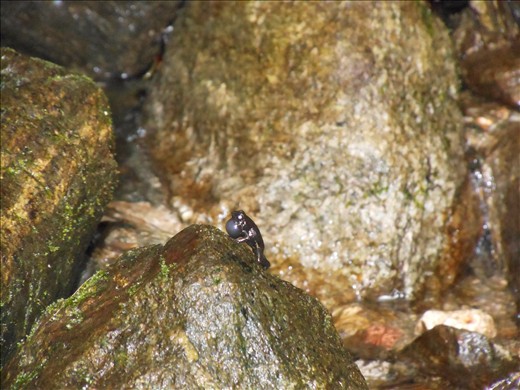 Hundreds of small waterfalls attract many kinds of beautiful and wild animals.