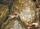 Hundreds of small waterfalls attract many kinds of beautiful and wild animals.: by cpeen, Views[655]