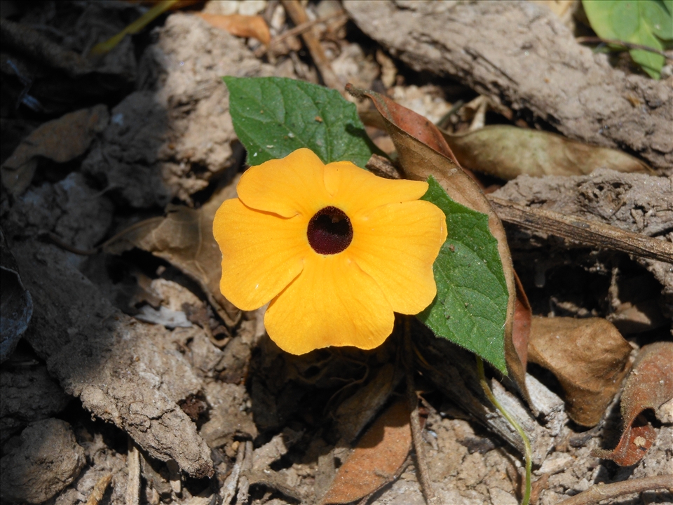 It takes 9 hours to reach the hotel walking, and only 12 minutes by cable car.