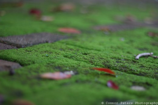 Natural moss growth on bricks in Margate (South Coast) 