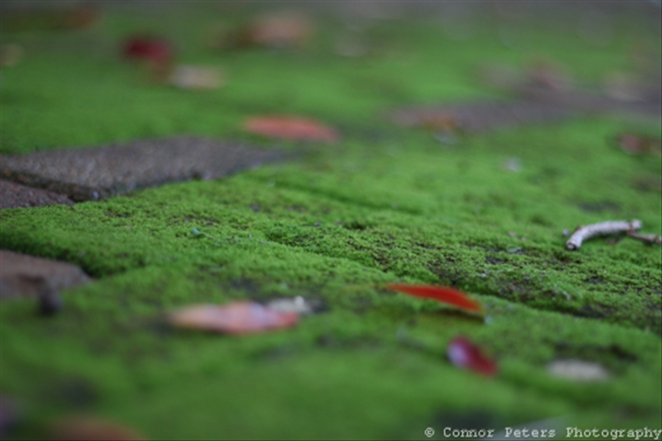 Natural moss growth on bricks in Margate (South Coast) 