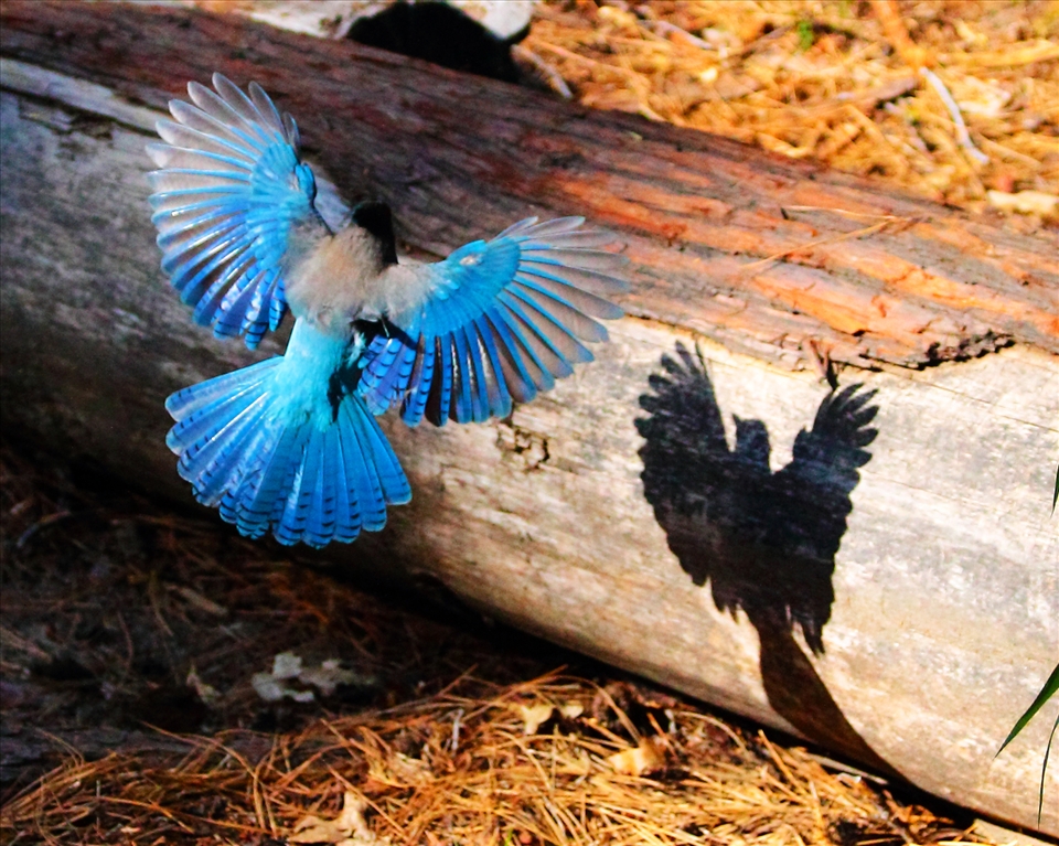 A Stellar Jay playing shadow puppets on a log that otherwise seemed lifeless.   
