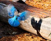 A Stellar Jay playing shadow puppets on a log that otherwise seemed lifeless.   : by cradles, Views[245]