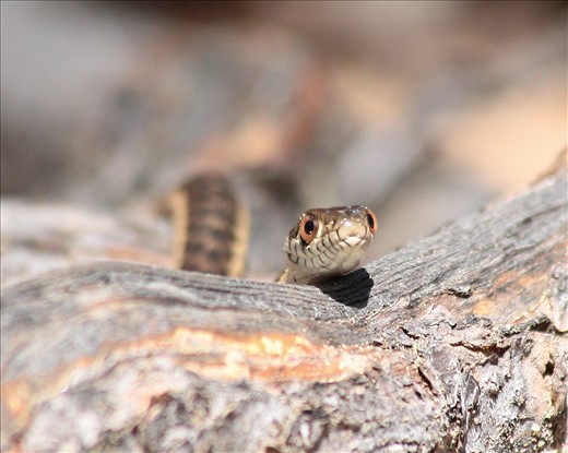A snake slithers through sticks & leaves in search of some tasty treats.