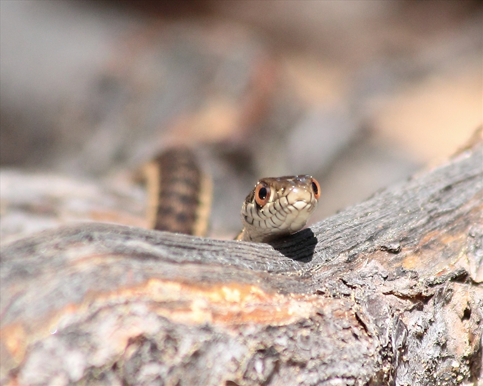 A snake slithers through sticks & leaves in search of some tasty treats.
