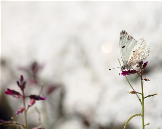 A white beauty basking in the sun, sipping on sweet nectar. 