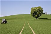 John spreads fertiliser on his crop of barely to help it grow. It will take a further 5 mths before it is ready to harvest. It is a relatively easy task now with machinery, in comparison to 50years ago. 
