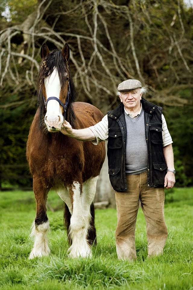 John Keegan (tillage-cropping farmer) stands with pride beside his Clyde’s Dale horse. These are very strong horses which were used by his father when he was farming. They were an invaluable asset to the farmers before the introduction of machinery. John's father used to plough the fields with 2 horses. He tells me that you could plough an acre a day and he reckons you would walk 36 miles in the acre. His father had 30 acres to plough and it took him 9 weeks to finish.