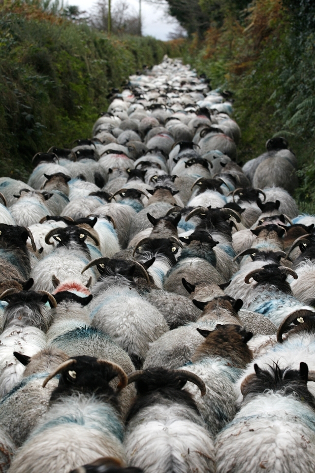 Once every year these mountain sheep are mustered down from mount Lienster where they are sorted into different groups according to age, sex and weight. The farmers start at first light in order to make it back down off the mountain before nightfall. The terrain is too hard for any vehicle and would be a near impossible task without the help of their trusted sheep dogs. The sheep have just reached the foot of the mountain where the rest of the journey to the sorting yards is by a very narrow public road. 