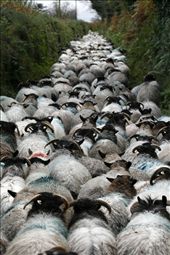 Once every year these mountain sheep are mustered down from mount Lienster where they are sorted into different groups according to age, sex and weight. The farmers start at first light in order to make it back down off the mountain before nightfall. The terrain is too hard for any vehicle and would be a near impossible task without the help of their trusted sheep dogs. The sheep have just reached the foot of the mountain where the rest of the journey to the sorting yards is by a very narrow public road. : by craigd999, Views[1792]