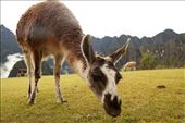 A llama at Machu Picchu: by craignrich, Views[268]