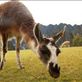 A llama at Machu Picchu: by craignrich, Views[243]