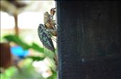 A cicada: by crazysexyfuntraveler, Views[615]